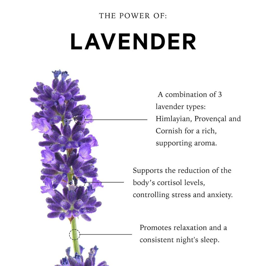 Stressed Mind Sensory Point Schlaföl - Kornischer Lavendel - Image 2