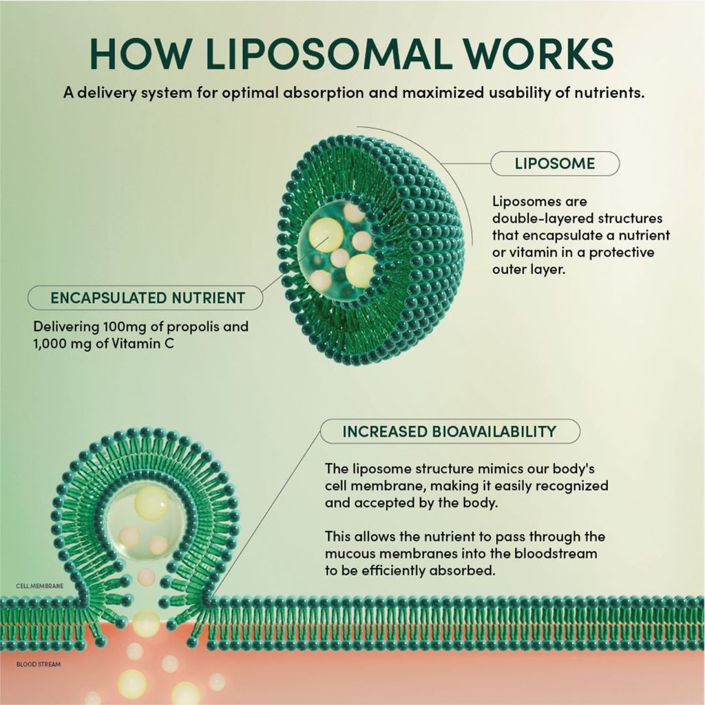 Liposomales Propolis und Vitamin C – 30 Stück - Image 7