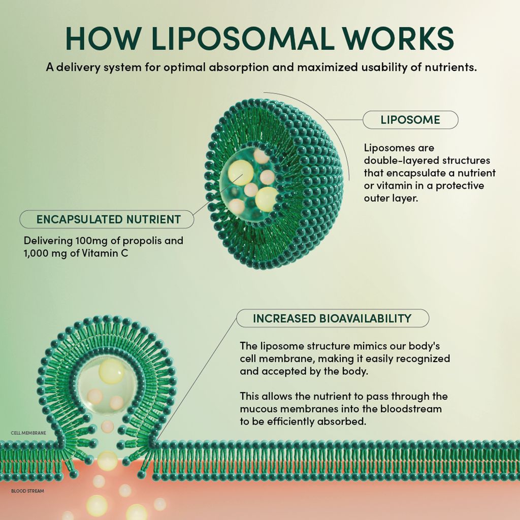 Liposomal für die Gehirngesundheit - Image 7