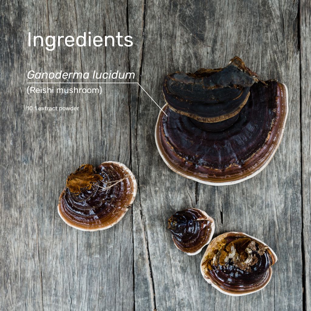 Reishi-Pilz (Fruchtkörper) - Image 6