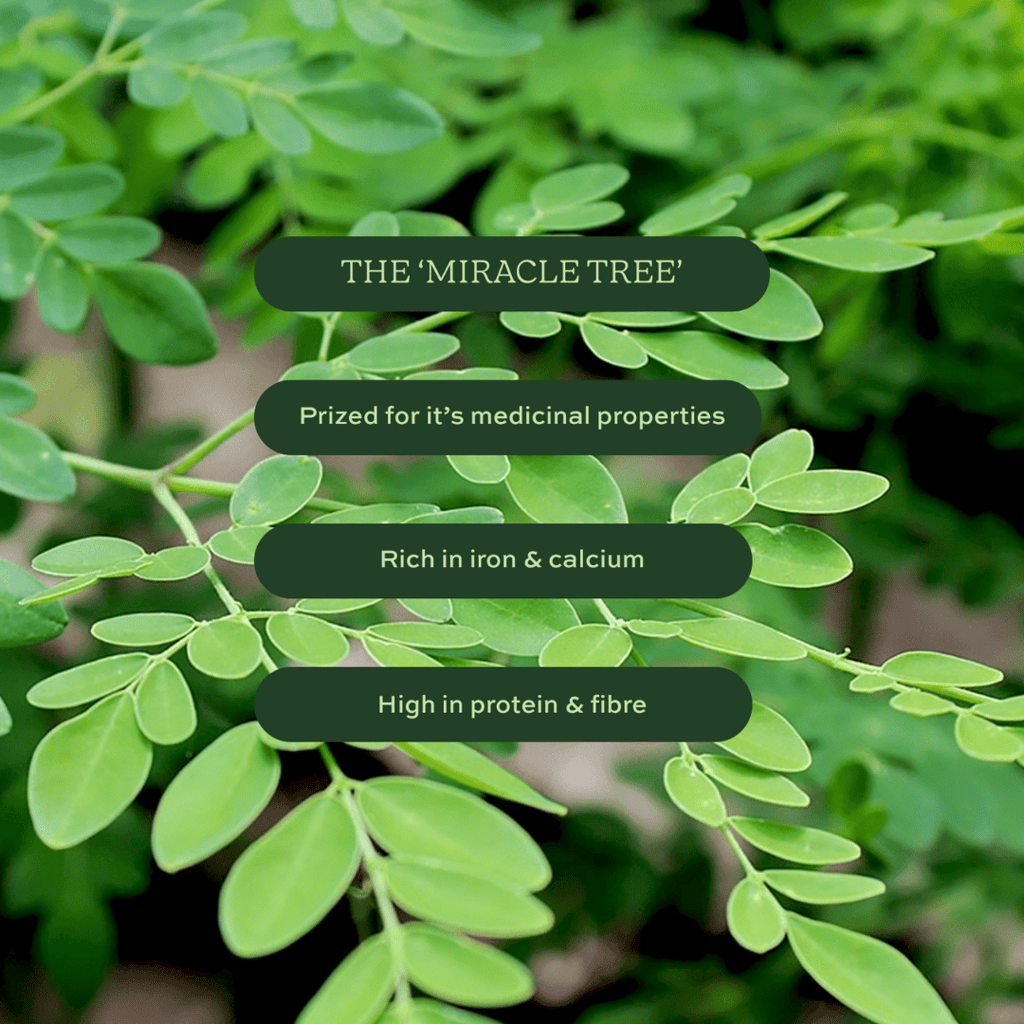 Aduna Moringa Superleaf Pulver - Image 3