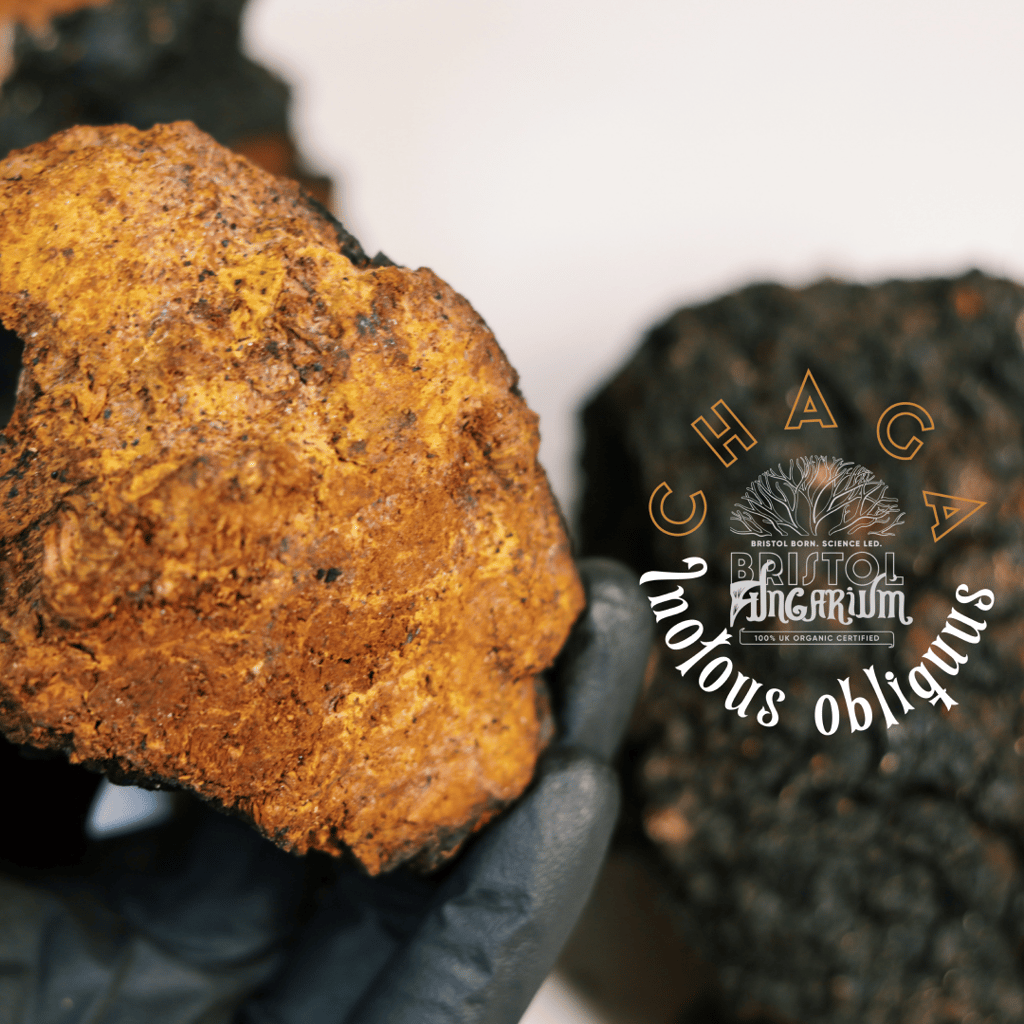 Bio-Chaga-Tinktur - Image 2